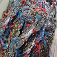 沧州海鲜活体空运